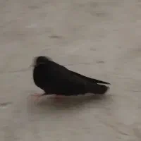 کبوتر