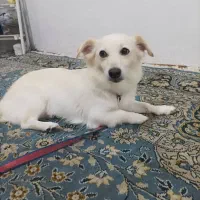 سگ ماده|سگ|رشت, دیانتی|دیوار