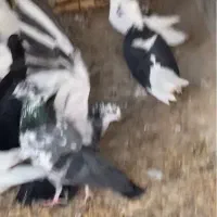 کبوتر|پرنده|بوشهر, |دیوار