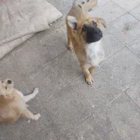 توله سگ ژرمن شپرد نر|سگ|مشهد, خلق آباد سفلی|دیوار