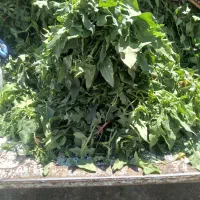 کوهی اسفناج