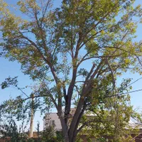 خرید درخت|خدمات باغبانی و درختکاری|ماکو, |دیوار