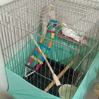 عروس هلندی نرماده پنج ماهه هردو دستی