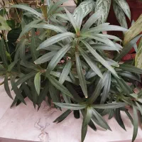 نیازمند ضامن