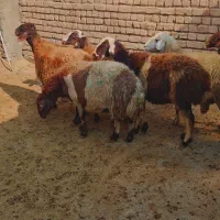 میش ابستن|حیوانات مزرعه|شازند, |دیوار