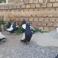 کبوتر سینه سیاه کلکسیونی جفت کت سفید|پرنده|تهران, کیانشهر|دیوار