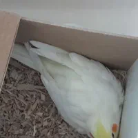 عروس هلندی کار داده