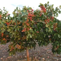 فروش نهال پسته اکبری