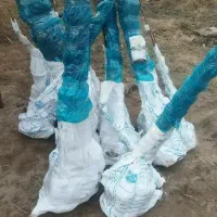 فروش نهال کبوده همراه با مشاوره کاشت|خدمات باغبانی و درختکاری|مهران (ایلام), |دیوار