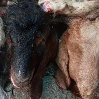 کله پاچه بزغاله مفت