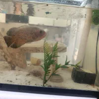 آکواریوم شیشه خم و ماهی