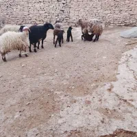 دوراس میش هترو دودندان