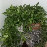 گل پتوس ابلغ دیفن سوسن عنکبوتی قاشقی|گل و گیاه طبیعی|کرمانشاه, |دیوار