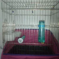 قفس نونو|لوازم جانبی حیوانات|ازنا, |دیوار