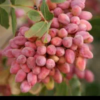 کارگر پسته چین