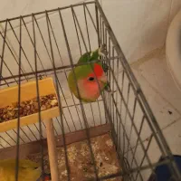 طوطی برزیلی|پرنده|اصفهان, شمس آباد|دیوار