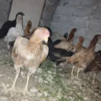 مرغ و خروس لاری|حیوانات مزرعه|رودهن, |دیوار