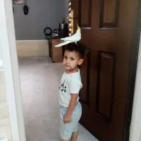 جفت عروس هلندی مولد خانگی|پرنده|مرودشت, فاز اول شهرک فرهنگیان|دیوار