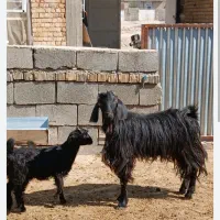 بز کهره دار در ارسنجان