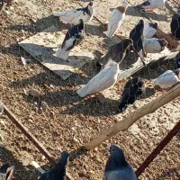 تعداد رنگی به فروش میرسد