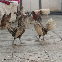 مرغ خروس|حیوانات مزرعه|صحنه, |دیوار