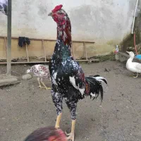 خروس لاری. سه عدد دومیلیون پانصد|حیوانات مزرعه|آستارا, |دیوار