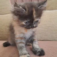 بچه گربه پرشین هیمالین|گربه|یزد, |دیوار