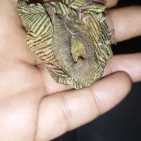 ادعیه دعا ص ب