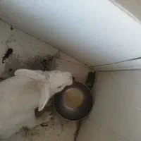 خرگوش خونگی