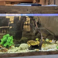 آکواریوم همراه با ماهی