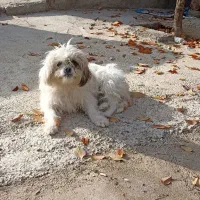 دو عدد سگ یک عدد شیتزو ماده و یک عدد سگ نگهبان نر|سگ|شاهین دژ, |دیوار