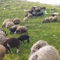 فروش گوسفند با بره