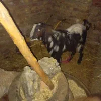 گوسفند  گوشتی  ومیش ابست وزایده