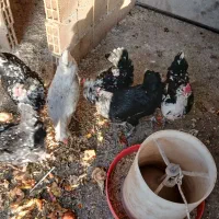 تخم نطفه دار گلین لری اصیل ریشی چهل تاج