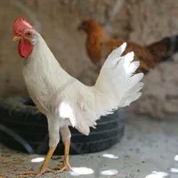 مرغ و خروس|حیوانات مزرعه|اصفهان, آزادان|دیوار