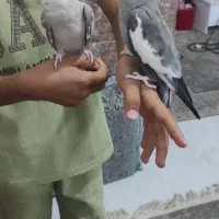 فنچ مرغ عشق و عروس هلندی|پرنده|قشم, |دیوار