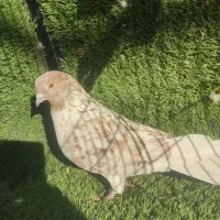 حیوون کاشون|پرنده|اردکان, |دیوار