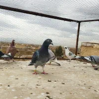 زاجر و پرشی|پرنده|یزد, |دیوار