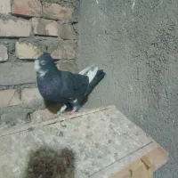 قره کرمونی کاکلی ماده  معاوضه