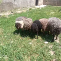 بره نرومیش