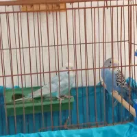 فروش مرغ عشق|پرنده|میناب, |دیوار