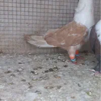 کلاغ زرد هفترنگ نر کاکلی ساده چپ سینه|پرنده|مشهد, شهرک امام هادی (شهرک غرب)|دیوار
