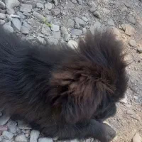 سگ مشکی پاکوتا نر