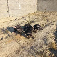 بوقلمون محلی نر وماده|حیوانات مزرعه|شیروان (خراسان), |دیوار