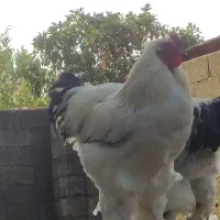 جوجه از نژاد برهما لایت