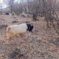 بز نر|حیوانات مزرعه|گهواره, |دیوار