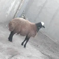 بره نر شالی