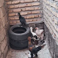 مرغ و خروس زینتی دونه ای 1500