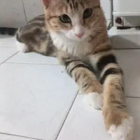 واگذاری موقت