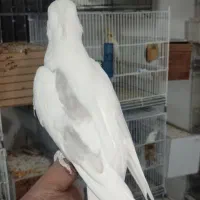 عروس هلندی نر دوکت آلبینو دستی و نر لوتینو ۱ ساله|پرنده|لار, |دیوار